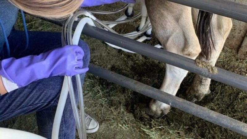 Jersey cow milking