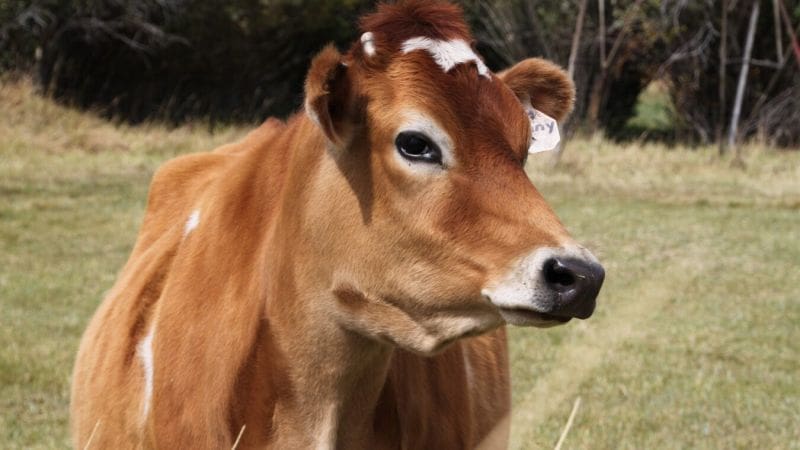 Jersey cows