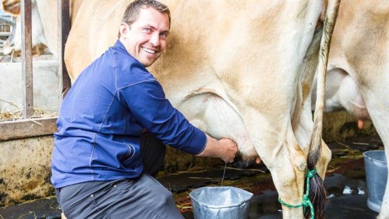 A man milks a Jersey cow on his homestead. Learning how to freeze raw Jersey cow milk ensures you always have a supply.