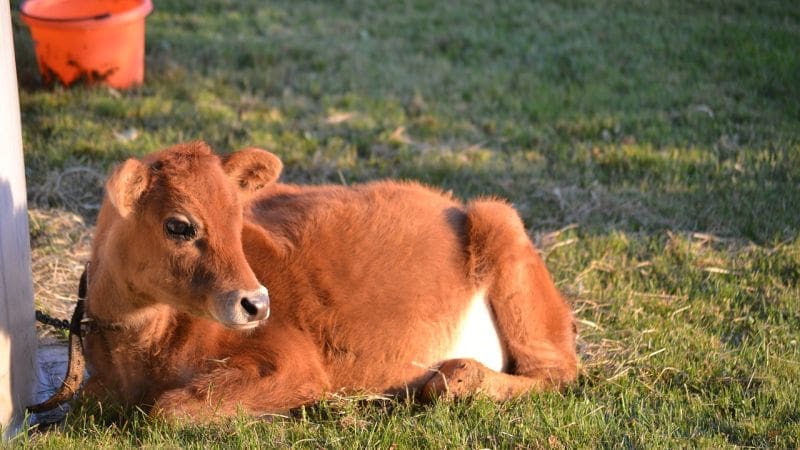 mini-Jersey cattle