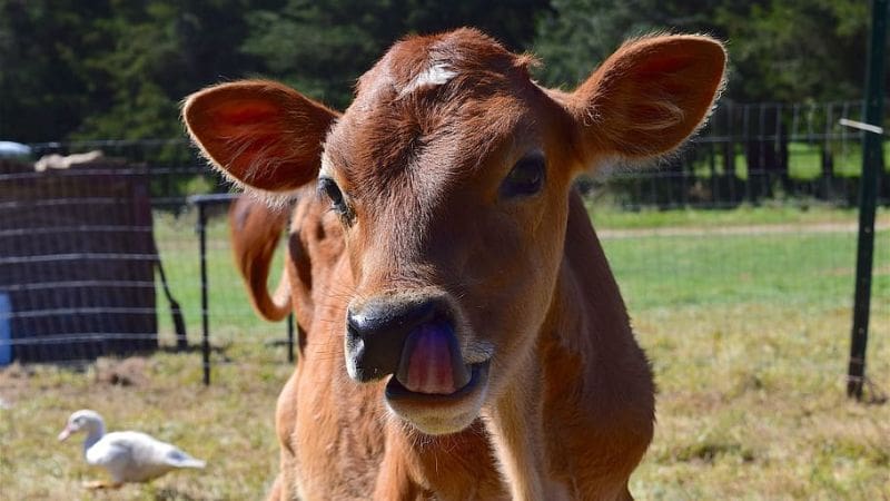 mini-Jersey cattle