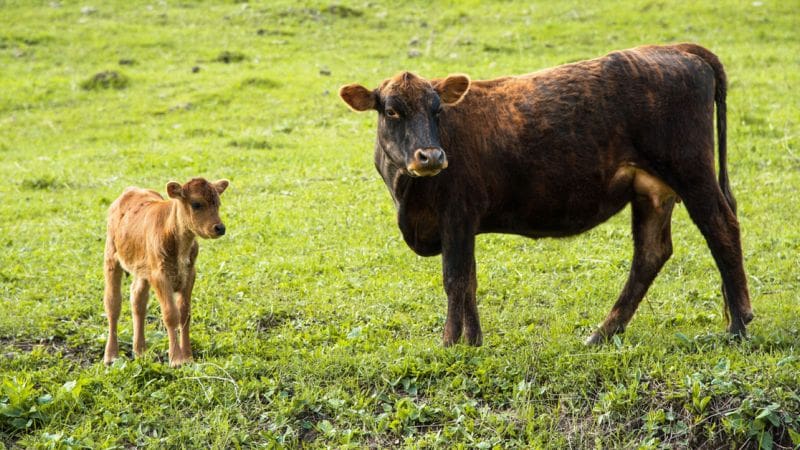 A mother Jersey milk cow and her baby standing in a field.