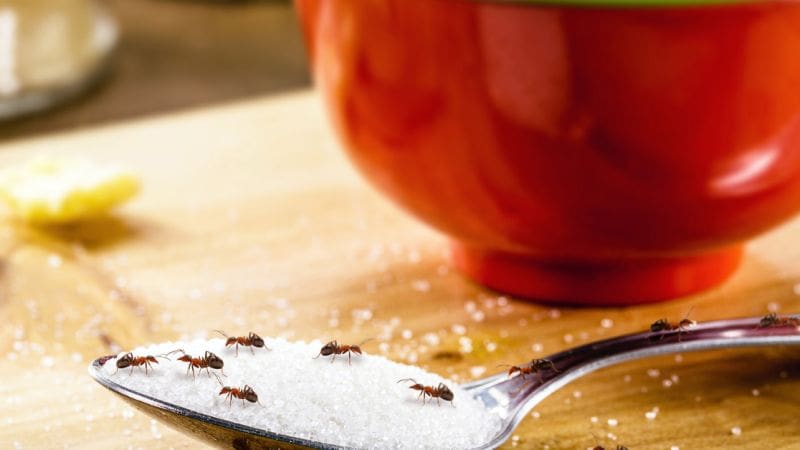 Ants crawling on a spoon with sugar. Using Borax to kill ants is a natural solution to the problem.
