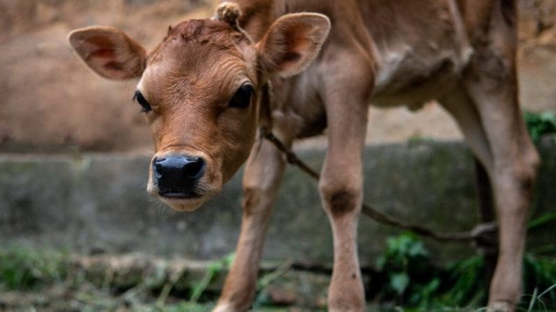 raising a Jersey cow baby