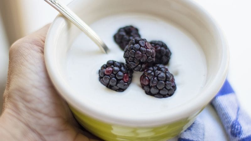 homemade yogurt, jersey milking cow yogurt