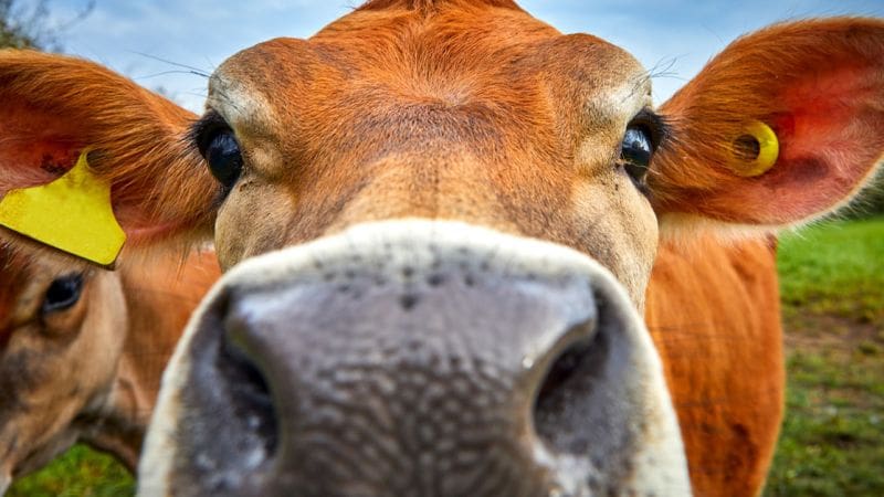 An up-close photo of a Jersey milk cow's face as it stands in a field with other Jersey cattle.