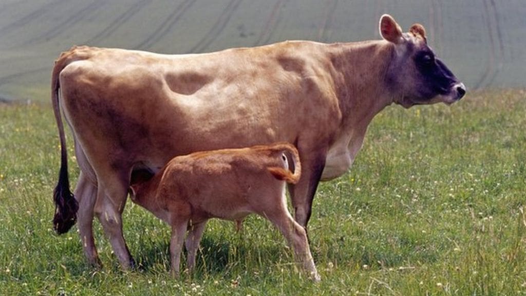 Jersey Cattle – Everything you Wanted to Know – Jersey Milk Cow
