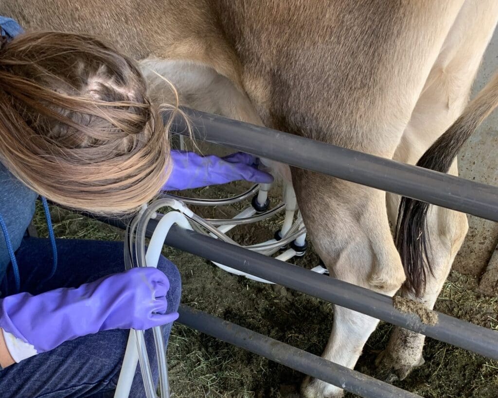 Jersey cow milking