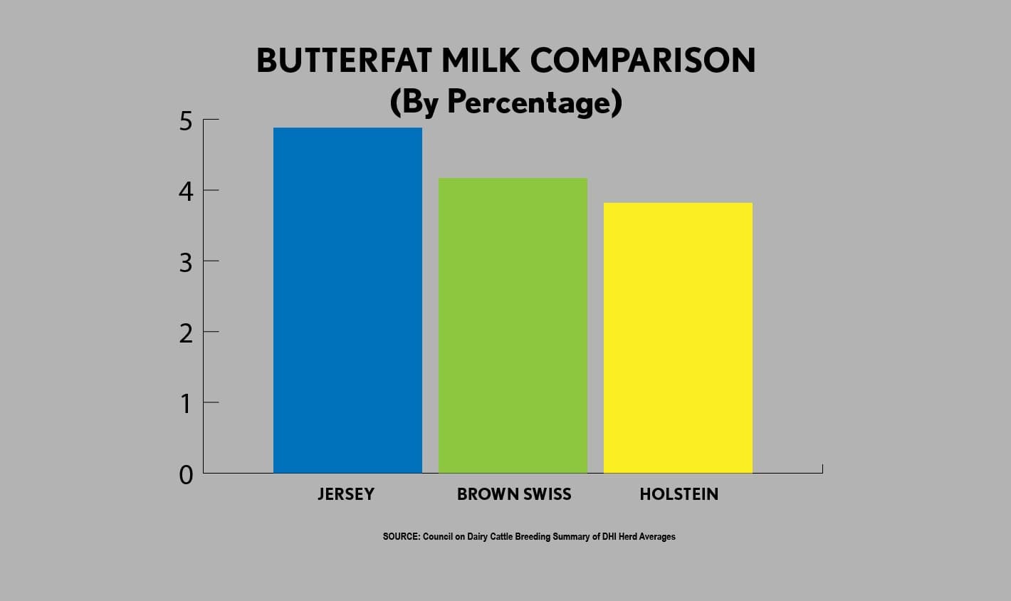 Why Are Jersey Cows So Popular? Jersey Milk Cow