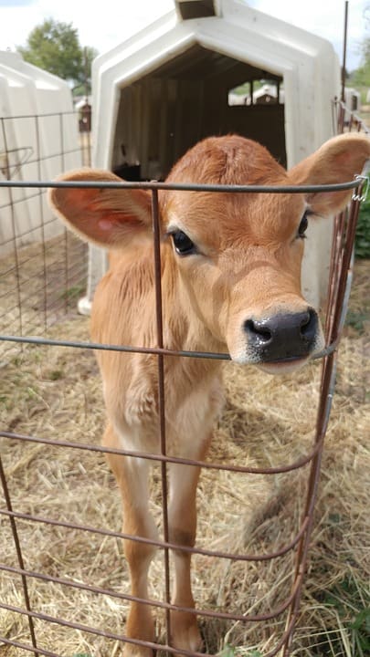 mini-Jersey cattle