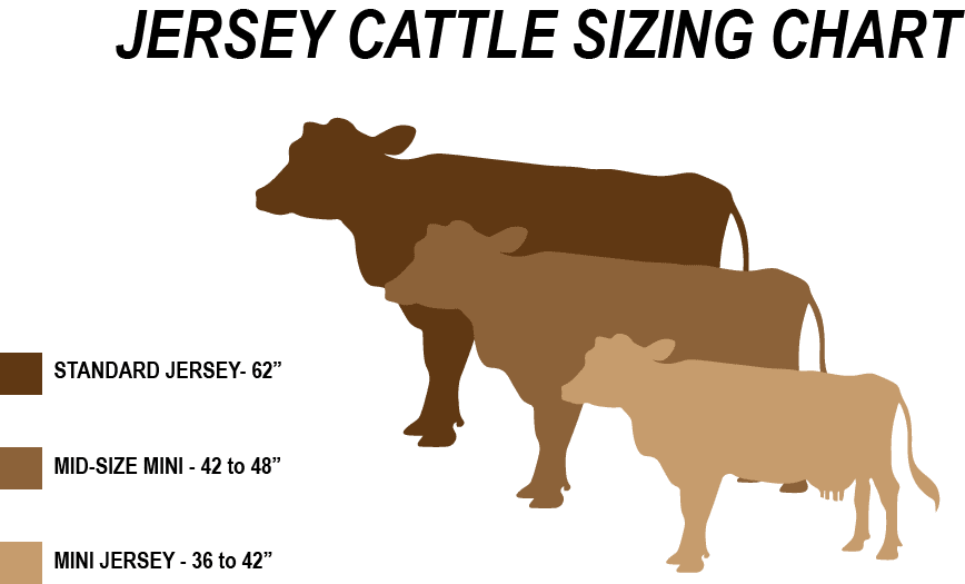 Full vs. Mini Jersey Cattle | Jersey Milk Cow