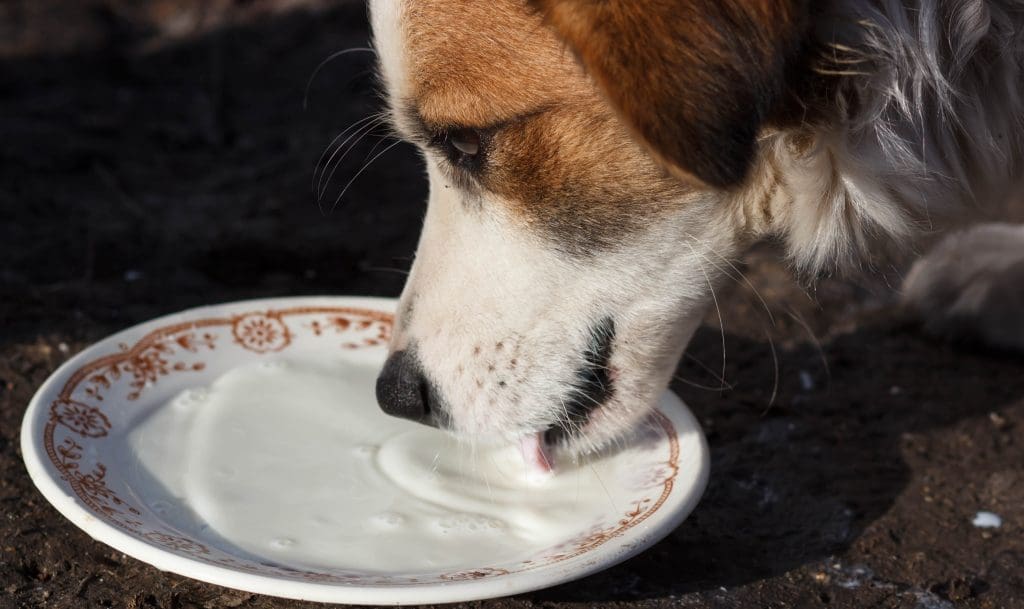 Milk bad for store dogs