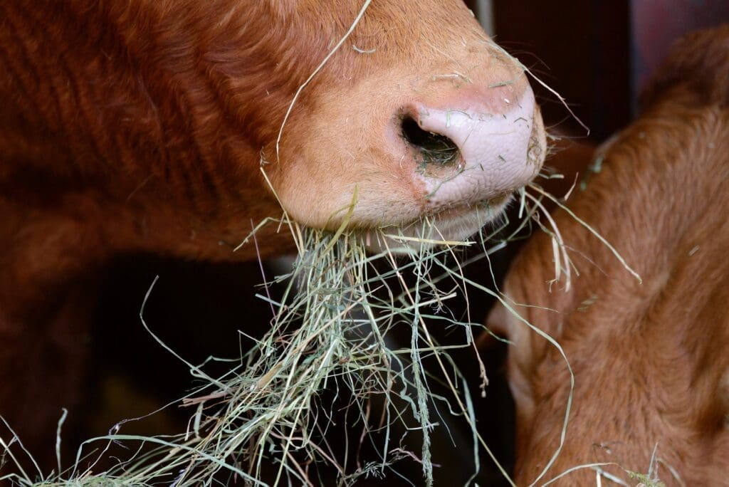 raising a Jersey cow baby feed