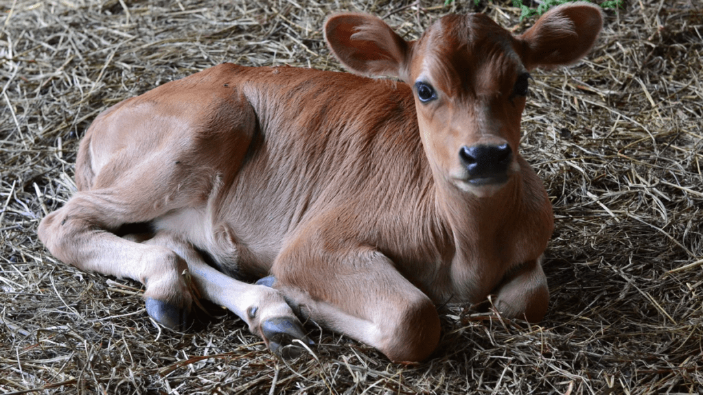 natural cures jersey cattle diarrhea