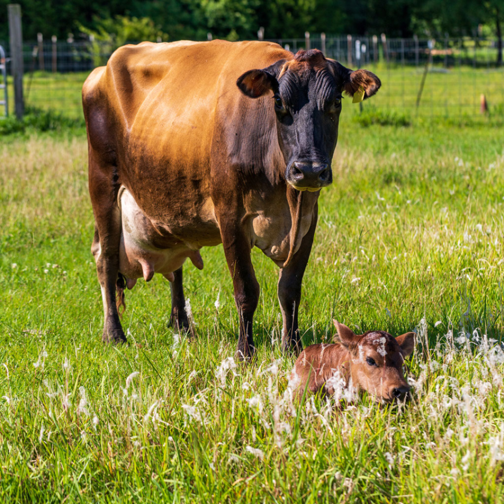 natural cures jersey cattle mastitis