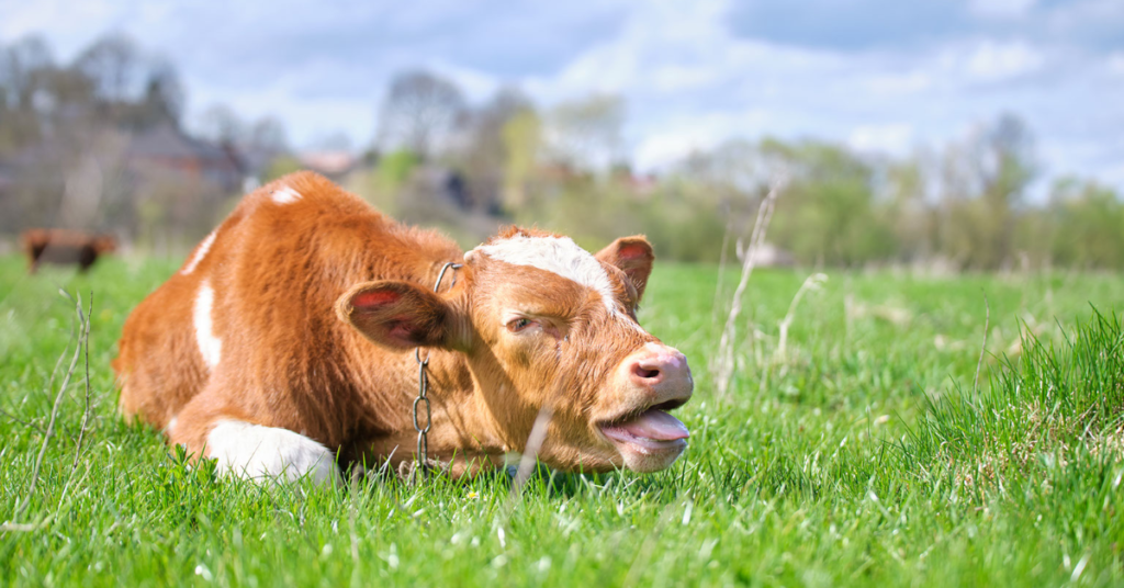 jersey cattle pneumonia coughing