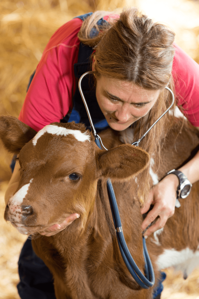 homestead vet cattle