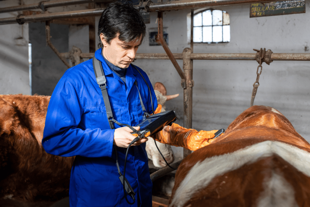 Jersey cow gestation artificial insemination