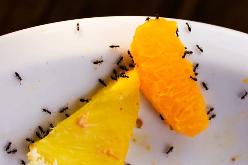 A plate with fruit on it that's covered in small, black ants. Using borax to kill ants can help. 