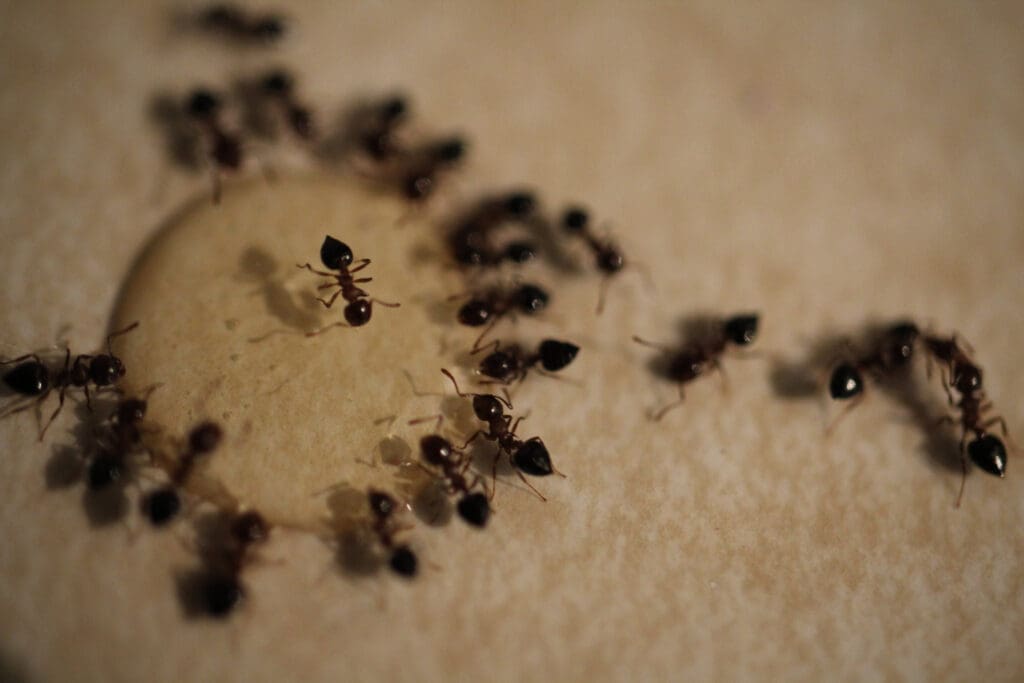 Ants are swarming a homemade Borax solution made to kill them. You can use Borax to kill ants. 