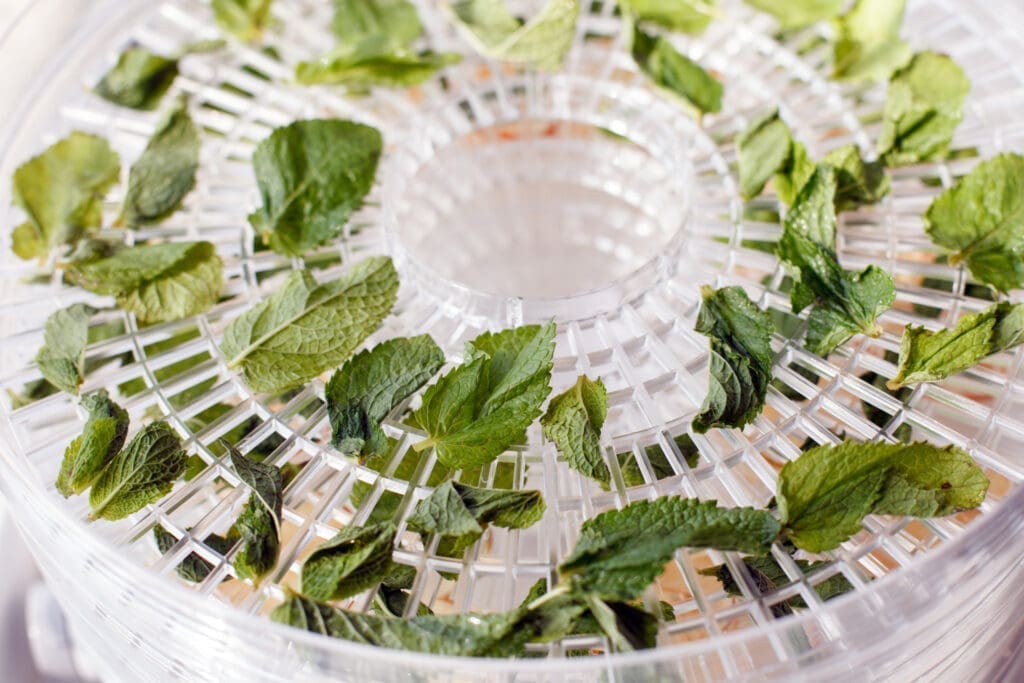 A food dehydrator with leafy greens on it for making super greens powder. 