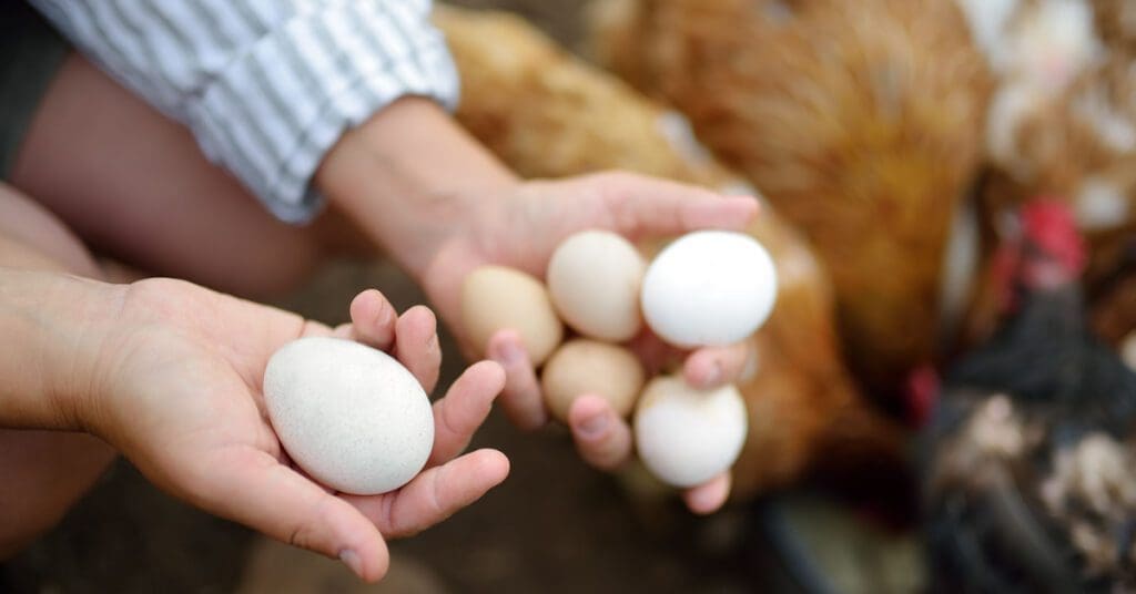 A woman holds some farm-fresh eggs in her hands. You can see chickens in the background. 
