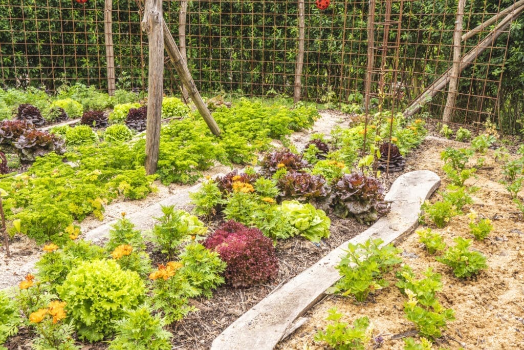 A homestead garden that didn't use a garden till, but instead followed the lasagne method of layering brown and green organic matter to create fertile soil. 