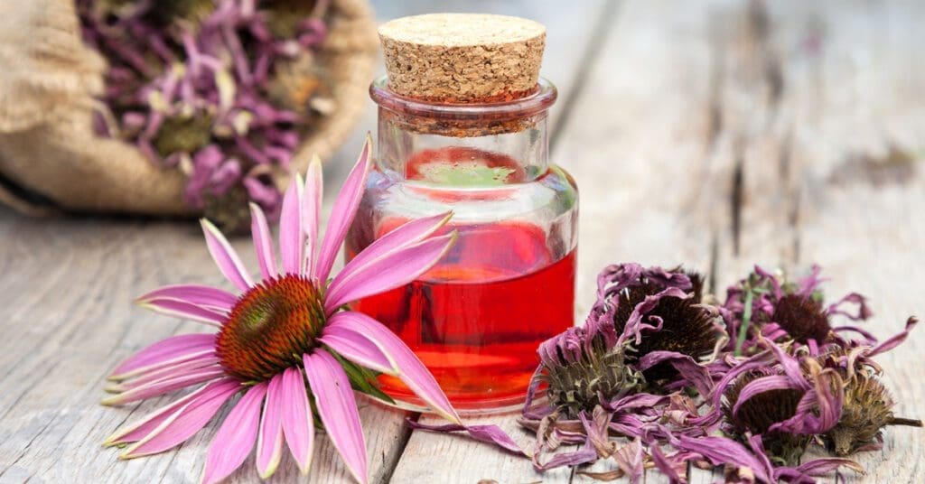 Echinacea in live, dried, and liquid form sits on a table as part of a medicinal herbs collection. 