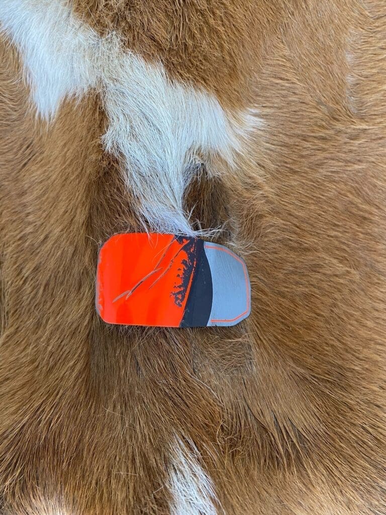 An orange heat tag applied to a Jersey milk cow to detect estrus. When the tag turns orange like it is in the photo, the cow is in heat and can be artificially inseminated. 