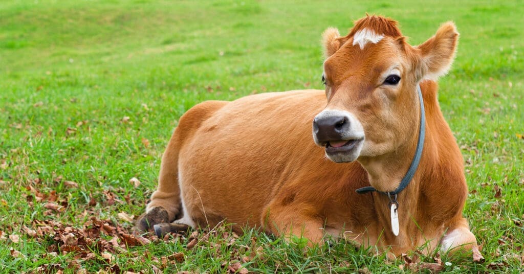 A dairy cow lays in a field. Jersey milk cow AI allows you to choose the genetic traits of your cow's offspring. 