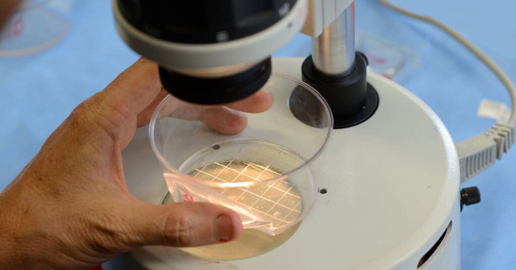 A person looks at cow semen under a microscope. Jersey milk cow AI procedures allow you to choose the bull semen you want to use for your offspring.