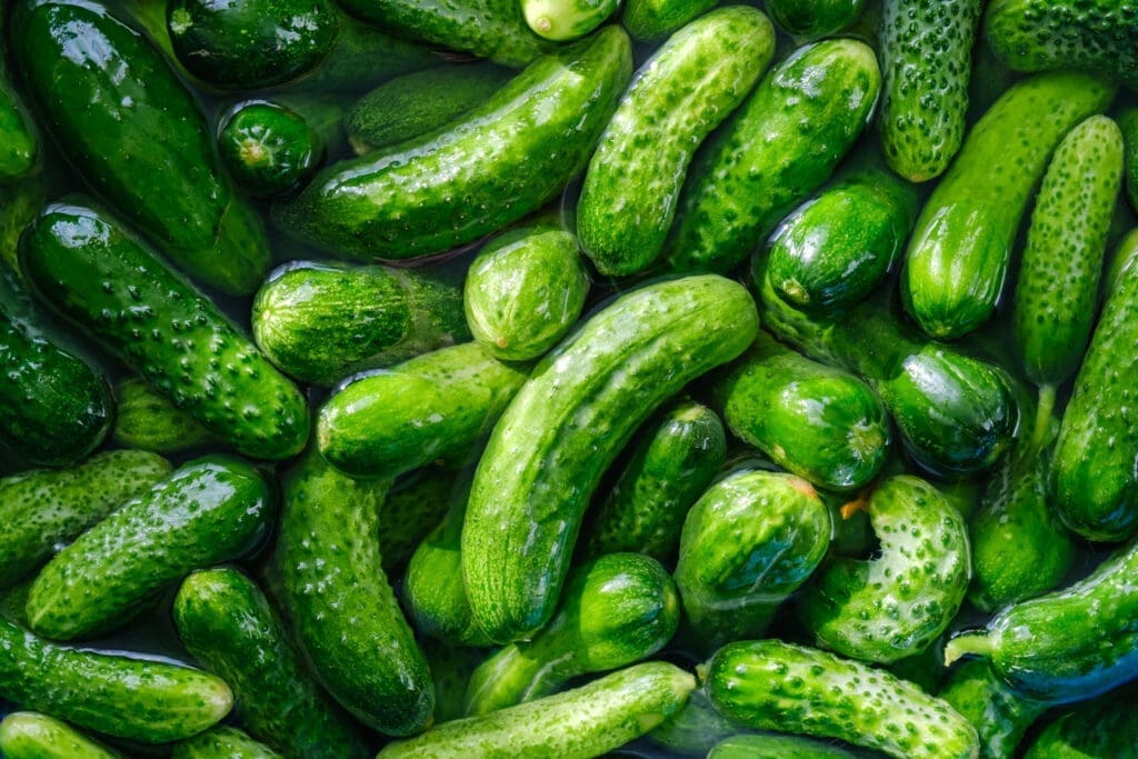 A bunch of pickling cucumbers soaking in water. 