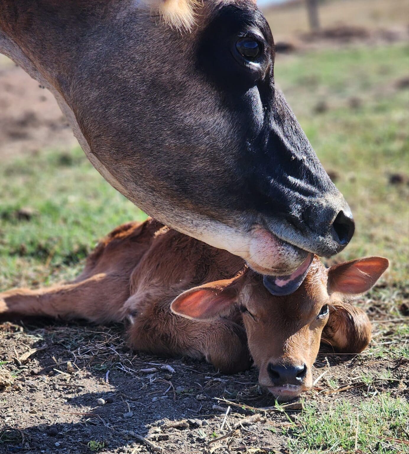 Understanding Gestation in Jersey Cattle Jersey Milk Cow
