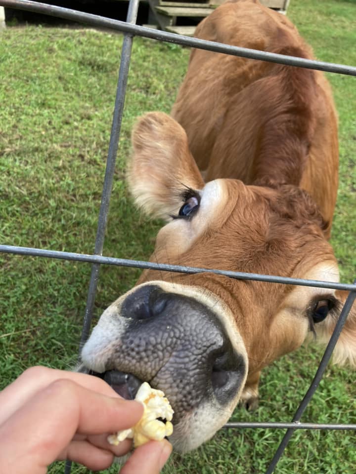 A Short Course on Jersey Milk Cow Management