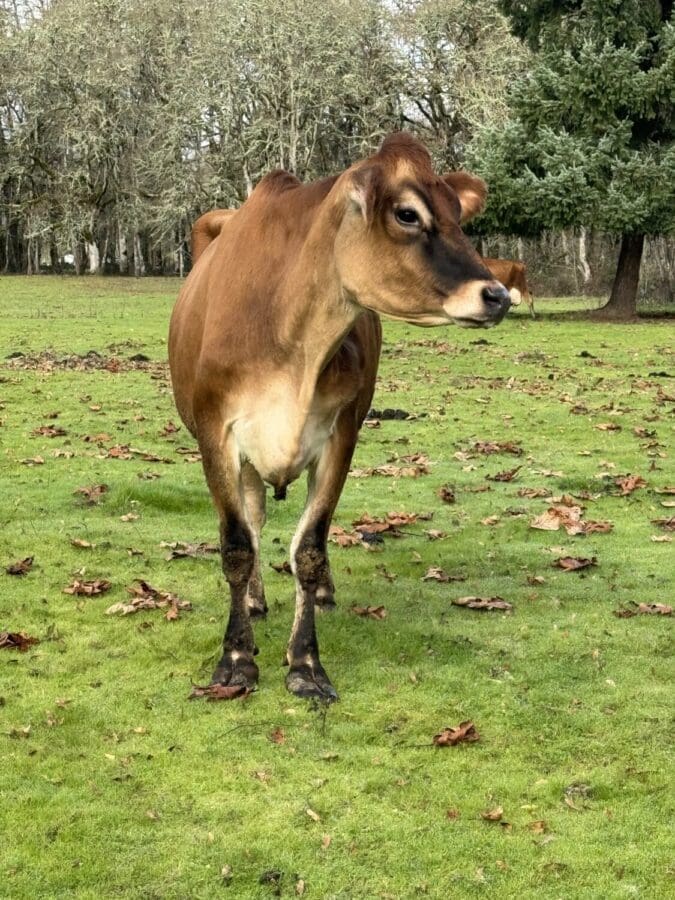 Jersey Cattle For Sale Jersey Milk Cow