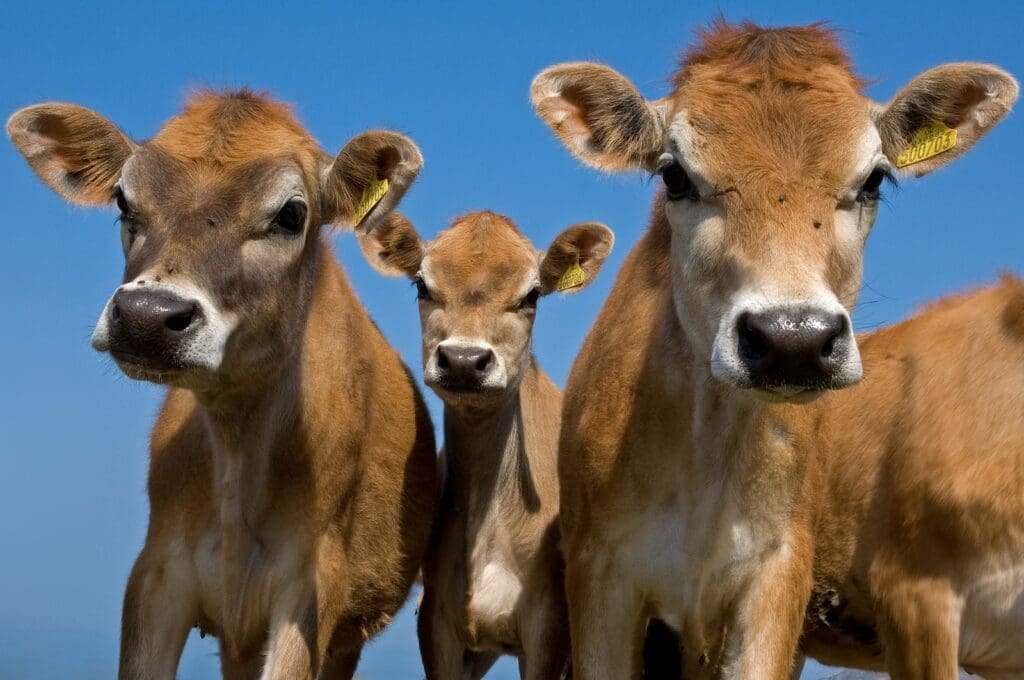 a group of cows with tags on their ears