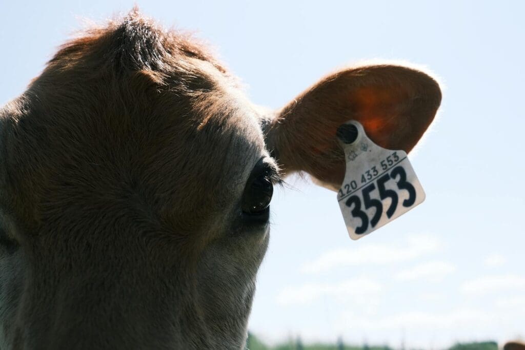 Jersey Cattle in Close-Up Photography